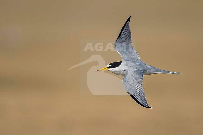 Adult Least Tern (Sternula antillarum) in breeding plumage in flight at the coast in Galveston County, Texas, USA. stock-image by Agami/Brian E Small,