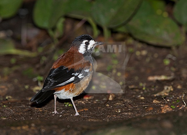Chestnut-backed Thrush (Zoothera dohertyi), a ground thrush species endemic to Lombok, Timor and the Lesser Sunda Islands in Indonesia. Captive bird. stock-image by Agami/Andy & Gill Swash ,