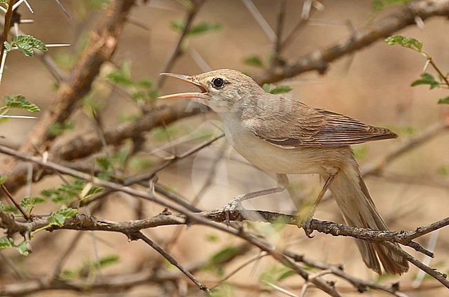 Upcher's Warbler (Hippolais languida) is an early migrant at near Tanomah, Asir mountains, Saudi Arabia stock-image by Agami/Eduard Sangster,