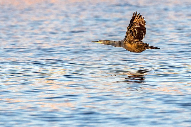 Adult Mediterranean European Shag (Phalacrocorax aristotelis desmarestii) in flight over the sea off Ibiza (Spain). stock-image by Agami/Oscar Díez,