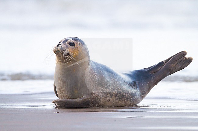 Common Seal, Phoca vitulina, immature animal resting on the beach with high tide at sunset during storm lifting up to look out stock-image by Agami/Menno van Duijn,