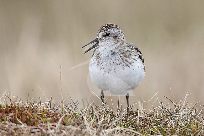 Volwassen Grijze Strandloper in broedgebied, Adult Semipalmated Sandpiper in breeding habitat stock-image by Agami/Brian E Small,
