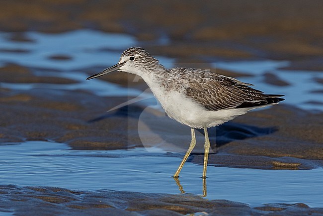 Greenshank (Tringa nebularia), side view of an adult standing on the shore, Campania, Italy stock-image by Agami/Saverio Gatto,
