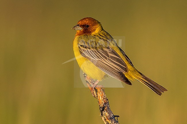 Bruinkopgors, Red-headed Bunting, Emberiza bruniceps stock-image by Agami/Daniele Occhiato,