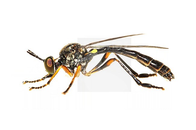 Dioctria hyalipennis, gewone bladjager stock-image by Agami/Wil Leurs,