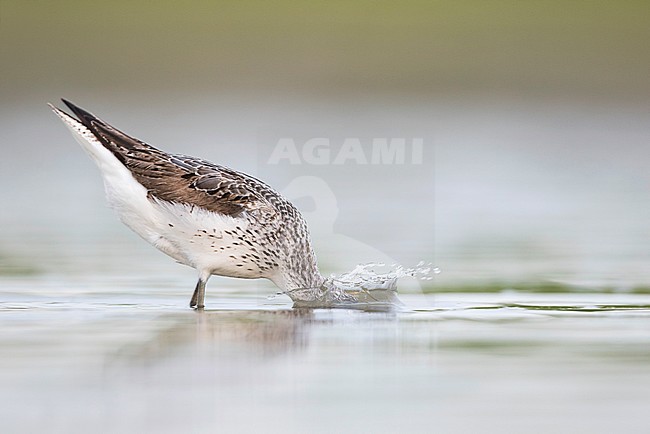 Common Greenshank - Grünschenkel - Tringa nebularia, Germany, adult stock-image by Agami/Ralph Martin,
