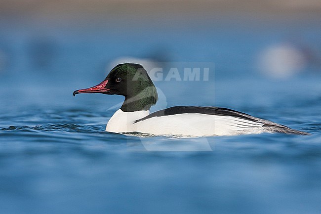 Goosander - Gänsesäger - Mergus merganser ssp. merganser, Germany, adult male stock-image by Agami/Ralph Martin,