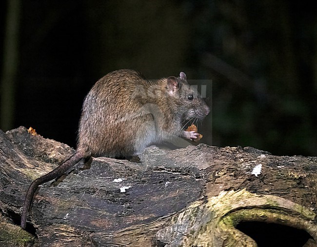 Brown Rat (Rattus norvegicus) eating during the night stock-image by Agami/Roy de Haas,