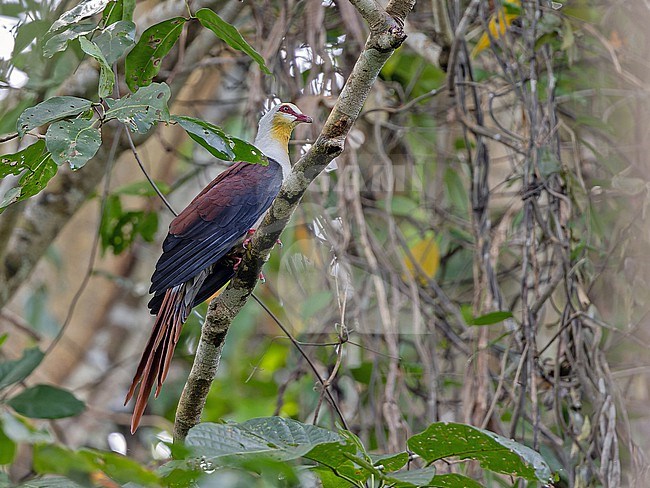 Great Cuckoo-Dove (Reinwardtoena reinwardti) in West Papua, Indonesia. stock-image by Agami/Pete Morris,