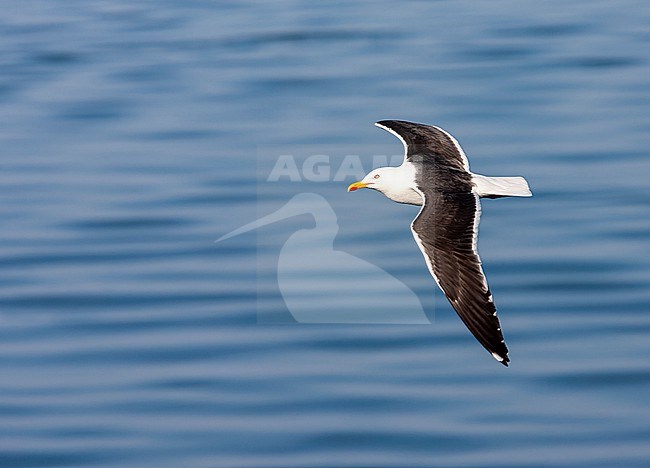 Lesser Black-backed Gull (Larus fuscus) on the Wadden island Texel, Netherlands. Adult in flight over the sea. stock-image by Agami/Marc Guyt,