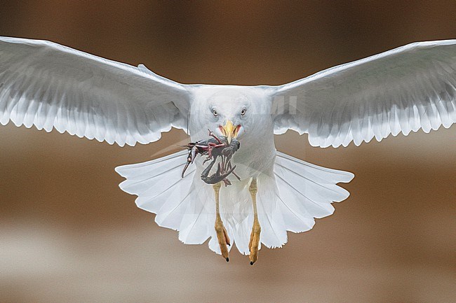 Adult Yellow-legged Gull, Larus michahellis,  in Italy. In flight with an American Crayfish in its beak. stock-image by Agami/Daniele Occhiato,