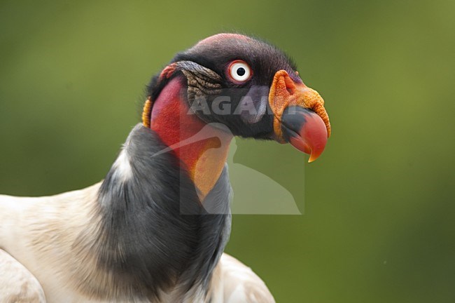 Koningsgier kop beeldvullend; King Vulture head close-up stock-image by Agami/Bence Mate,