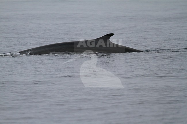 Gewone vinvis; Fin whale stock-image by Agami/Chris van Rijswijk,