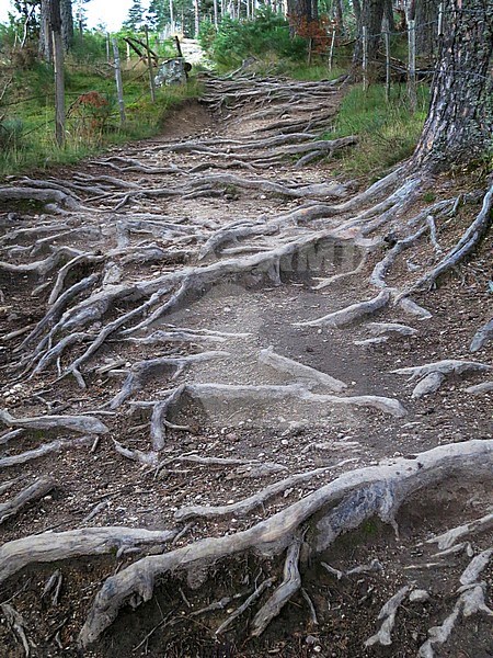 Forest track along the GR 65, Via Podiensis, also know as Le Puy Route, in southern France. French part of the Camino de Santiago. stock-image by Agami/Marc Guyt,