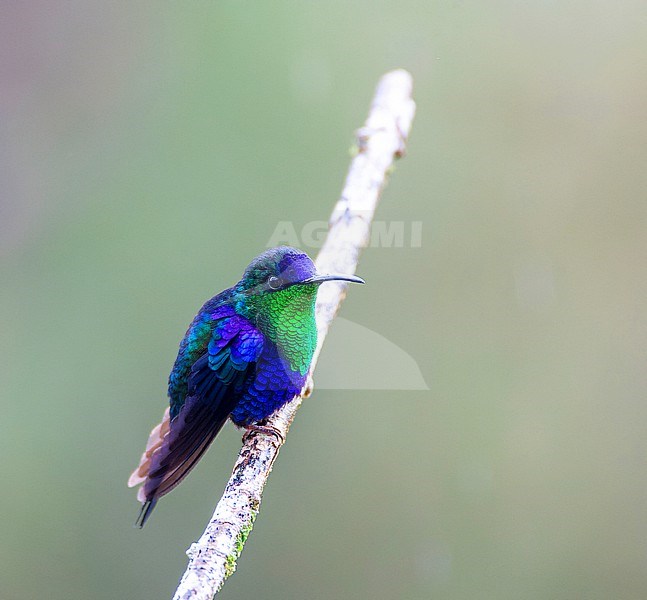 Blue-crowned Woodnymph (Thalurania colombica colombica) in Santa Marta Mountains, Colombia. stock-image by Agami/Marc Guyt,