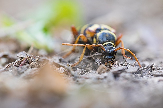 Leptura aurulenta - Goldhaarige Halsbock, Germany (Baden-Württemberg), imago, female stock-image by Agami/Ralph Martin,