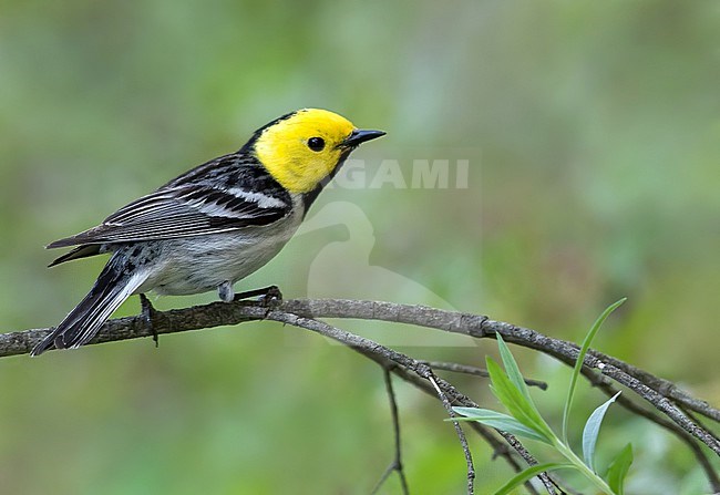 Adult male Hermit Warbler (Setophaga occidentalis) in North-America. stock-image by Agami/Dubi Shapiro,