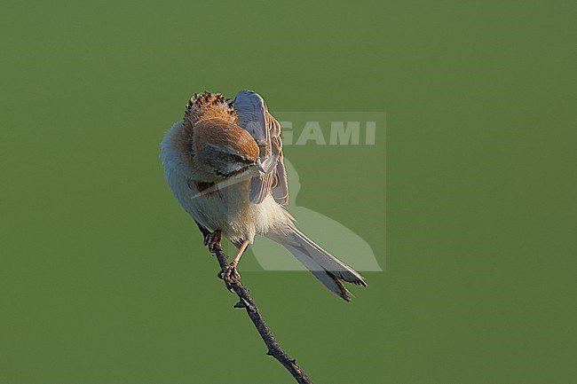 An adult male Rufous-backed Bunting or Jankowski's Bunting (Emberiza jankowskii) preening while perching of a freshly burned branch of a bush in South Eastern Mongolia close to Chinese border in Dornod Aimag stock-image by Agami/Mathias Putze,