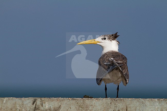 Greater Crested Tern - Eilseeschwalbe - Thalasseus bergii velox, Oman, 1st cy stock-image by Agami/Ralph Martin,