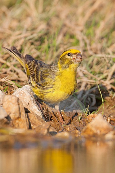 European Serin, Europese Kanarie, Serinus serinus, Croatia, male adult stock-image by Agami/Ralph Martin,