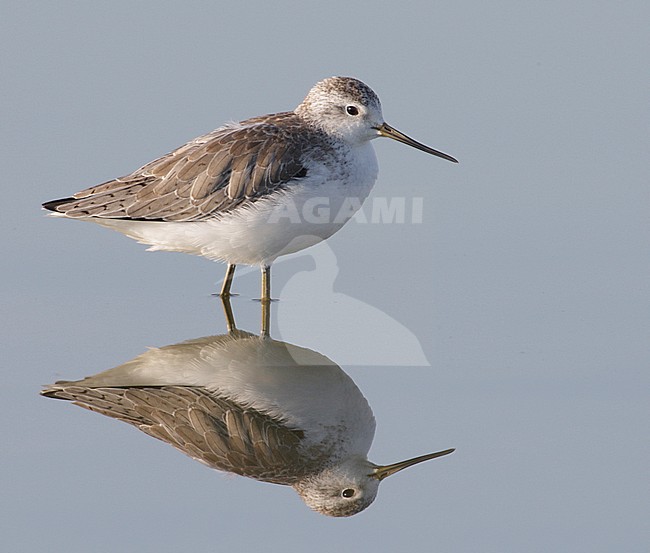 Juveniele Poelruiter, Juvenile Marsh Sandpiper stock-image by Agami/Mike Danzenbaker,