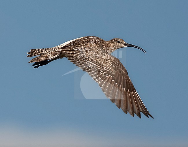 Pikkukuovi_1408 (Numenius phaeopus) Whimbrel, Varanger, Norway, heinakuu / July 2006 stock-image by Agami/Jari Peltomäki,