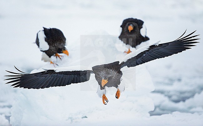 Volwassen Stellers zeearend in vlucht, Adult Stellers Sea-eagle in flight stock-image by Agami/Markus Varesvuo,