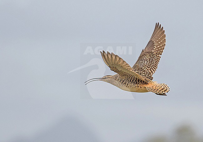 Bristle-thighed Curlew, Numenius tahitiensis, wintering on Oahu island, Hawaii, United States. stock-image by Agami/Pete Morris,