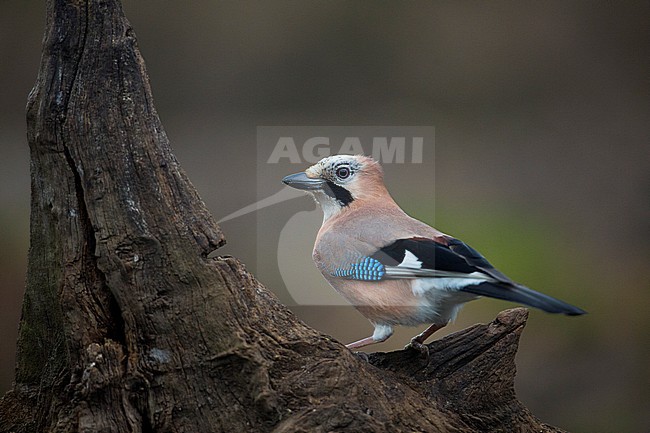 Gaai, Eurasian Jay stock-image by Agami/Wil Leurs,