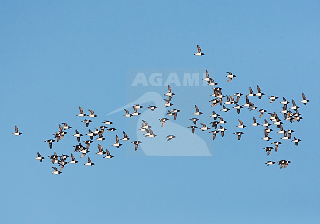 Kleine Alken vliegend boven pakijs; Little Auk's flying above pack ice stock-image by Agami/Marc Guyt,