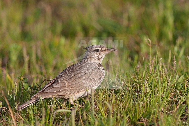 Crested Lark - Haubenlerche - Galerida cristata ssp. zion, Turkey, adult stock-image by Agami/Ralph Martin,