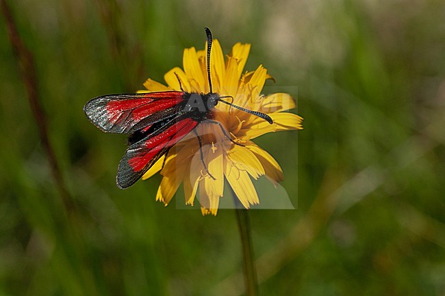 A Transparent Burnet (Zygaena purpuralis) at the yellow bloosom of the hawkweed photographed frome above stock-image by Agami/Mathias Putze,