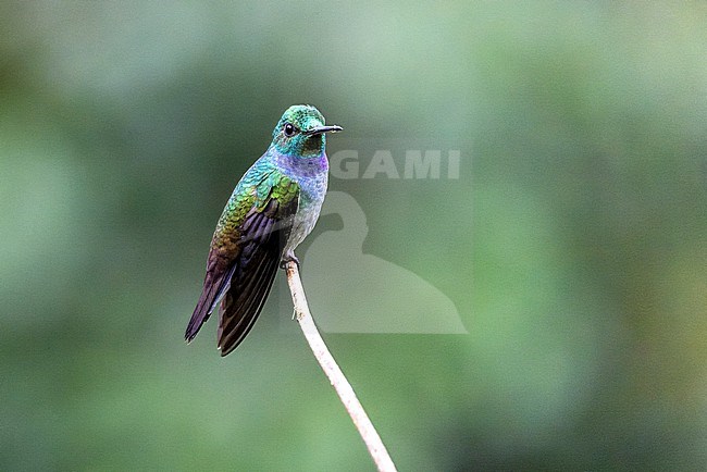 Blue-chested Hummingbird (Polyerata amabilis) stock-image by Agami/David Monticelli,