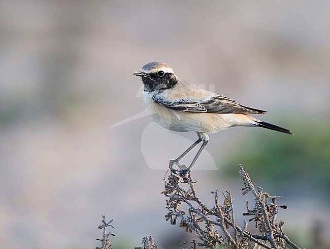 Desert Wheatear - Wüstensteinschmätzer - Oenanthe deserti, Oman stock-image by Agami/Ralph Martin,