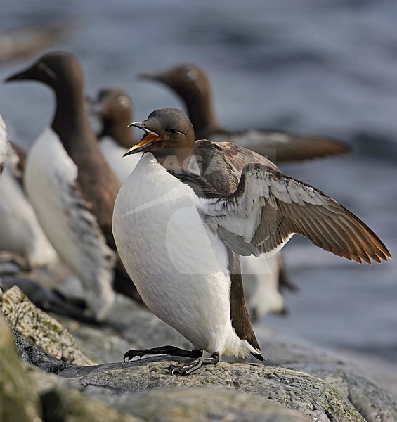 BrÃ¼nnichs Murre flapping wings;Kortbekzeekoet volwassen vleugels klappend stock-image by Agami/Markus Varesvuo,