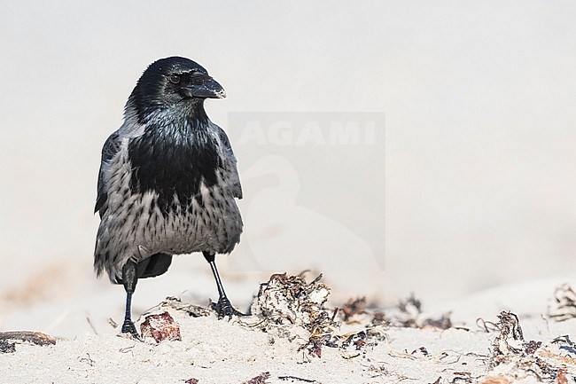 Hybrid Hooded Crow x Carrion Crow (Corvus cornix x Corvus corone) standing on a beach in Germany. Seen on the front. stock-image by Agami/Ralph Martin,