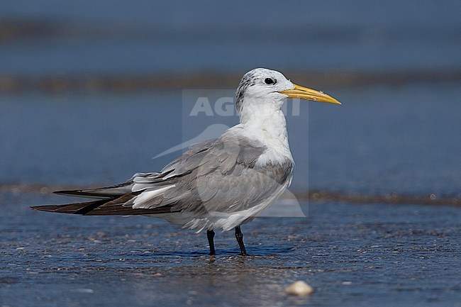 Greater Crested Tern (Thalasseus bergii), standing on a beach, Liwa, Al-Batinah, Oman stock-image by Agami/Saverio Gatto,