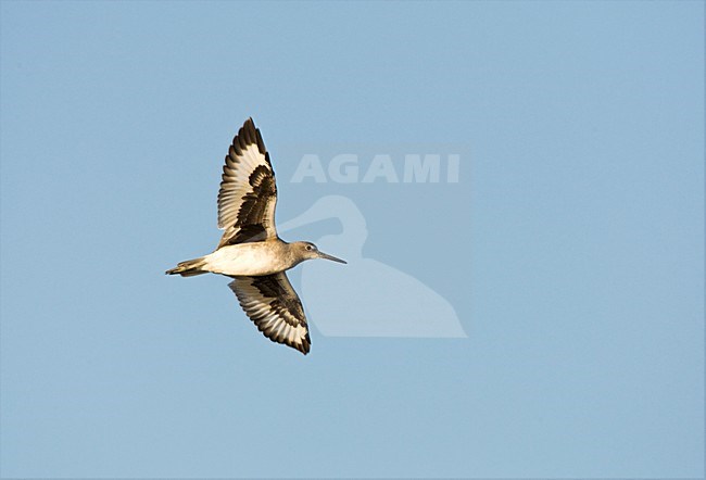 Willet in vlucht; Western Willet flying stock-image by Agami/Marc Guyt,