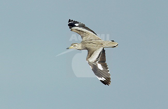Senegalese Griel, Senegal Thick-Knee, Burhinus senegalensis stock-image by Agami/Dick Forsman,