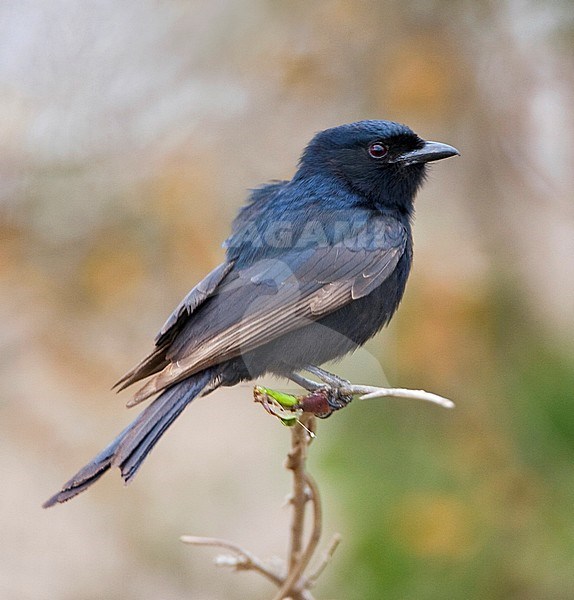 Fork-tailed Drongo (Dicrurus adsimilis) perched in small tree in South Africa. stock-image by Agami/Marc Guyt,