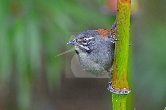 Whiskered Wren (Pheugopedius mystacalis) at Manizales, Colombia. stock-image by Agami/Tom Friedel,