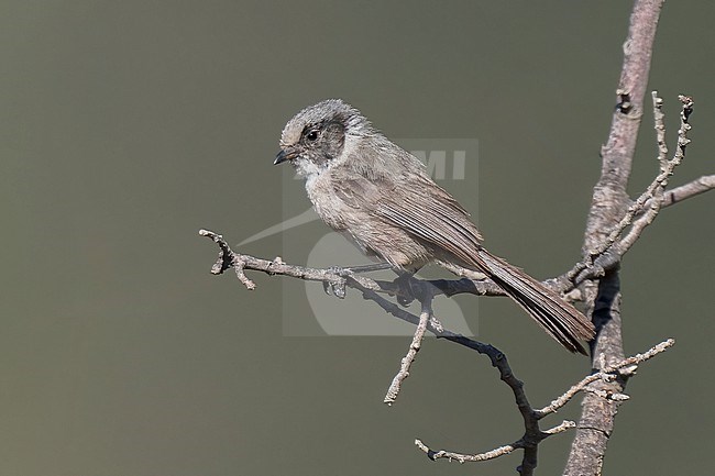 Adult male (Black-eared form)
Coahuila, Mexico
May 2022 stock-image by Agami/Brian E Small,