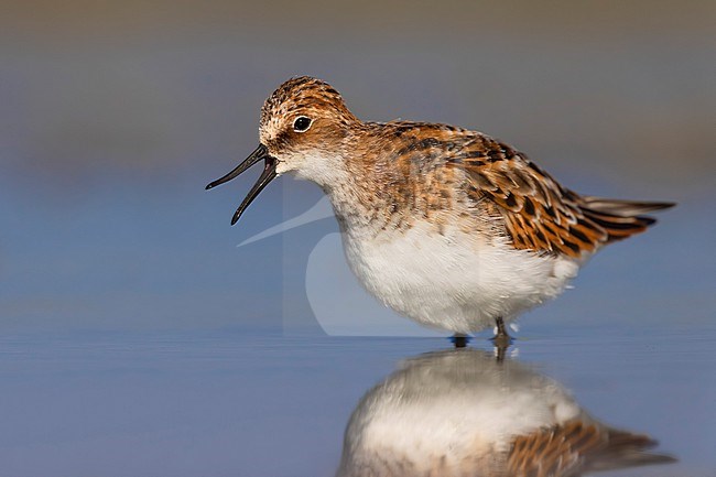 Migrant Little Stint (Calidris minuta) in Italy. stock-image by Agami/Daniele Occhiato,
