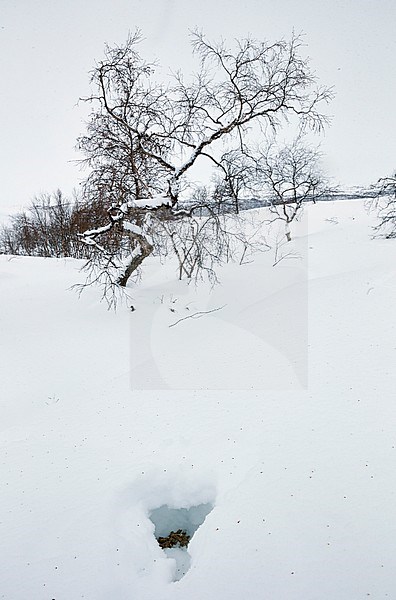 Snow cave of a Willow Grouse (Lagopus lagopus) Utsjoki Finland. stock-image by Agami/Markus Varesvuo,