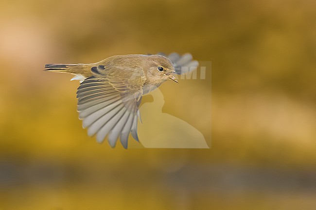 Common Chiffchaff, Phylloscopus collybita, in Italy. stock-image by Agami/Daniele Occhiato,