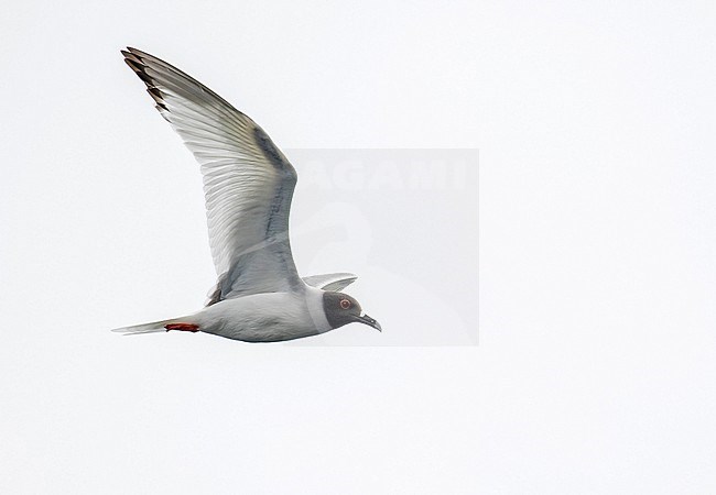 Adult Swallow-tailed gull, Creagrus furcatus, in northern Peru. At sea. stock-image by Agami/Pete Morris,