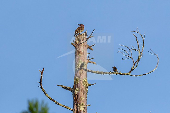 Yellow shafted Northern Flicker (Colaptes auratus) sitting on a tree in North Fojo, Corvo, Azores, Portugal. stock-image by Agami/Vincent Legrand,