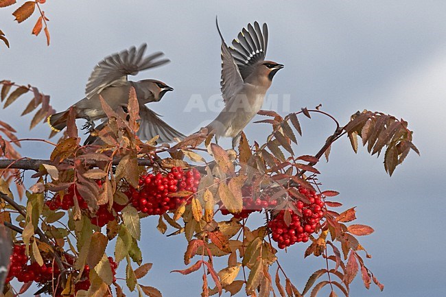 Pestvogel foeragerend op bessen; Bohemian Waxwing foraging on berries stock-image by Agami/Jari Peltomäki,