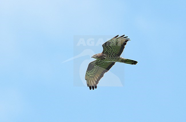 Adult European Honey Buzzard (Pernis apivorus) flying against a blue sky showing underside and wings fully spread stock-image by Agami/Ran Schols,