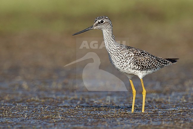 Adult breeding
Galveston Co., TX
April 2011 stock-image by Agami/Brian E Small,
